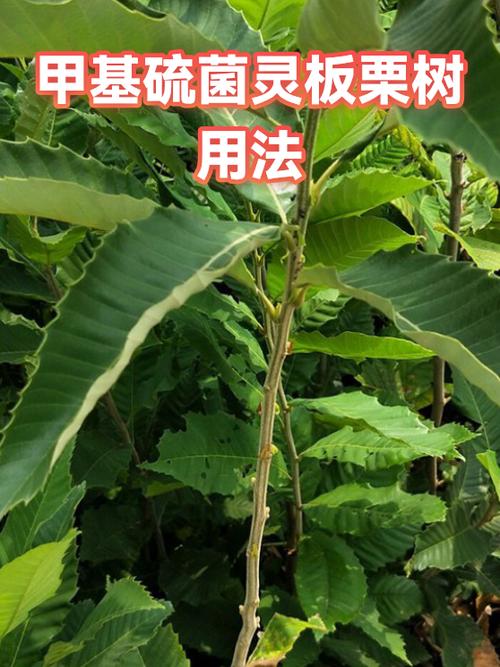 门前种板栗树暗示什么