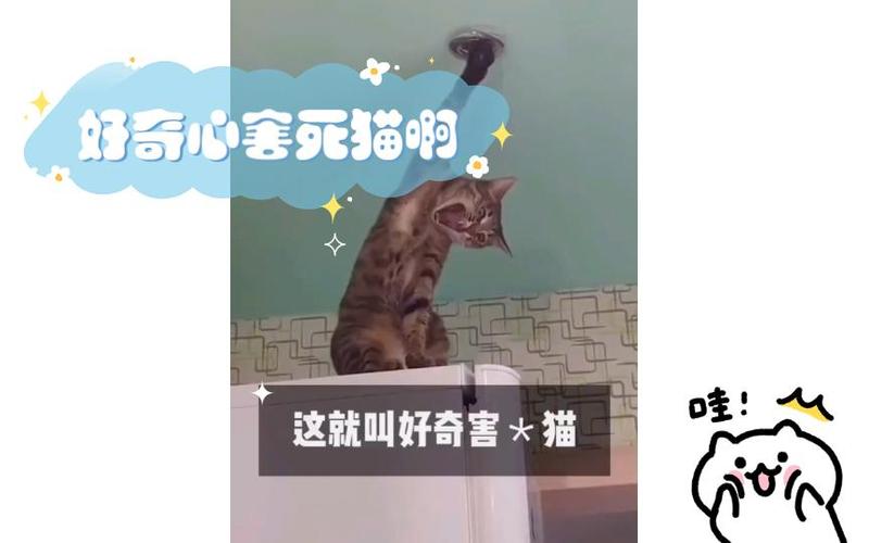 好奇心死猫迅雷完整