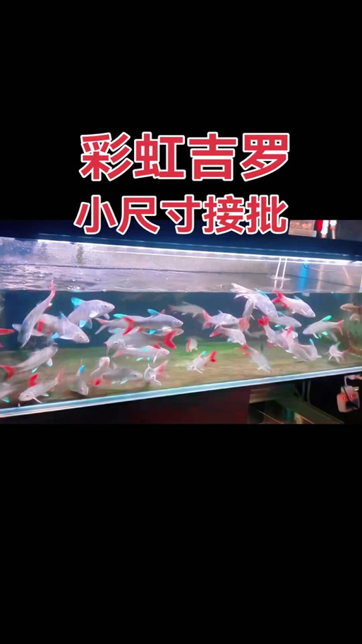 网红观赏鱼