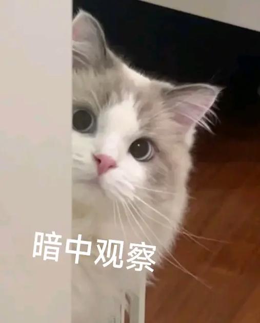 暗中观察的表情包