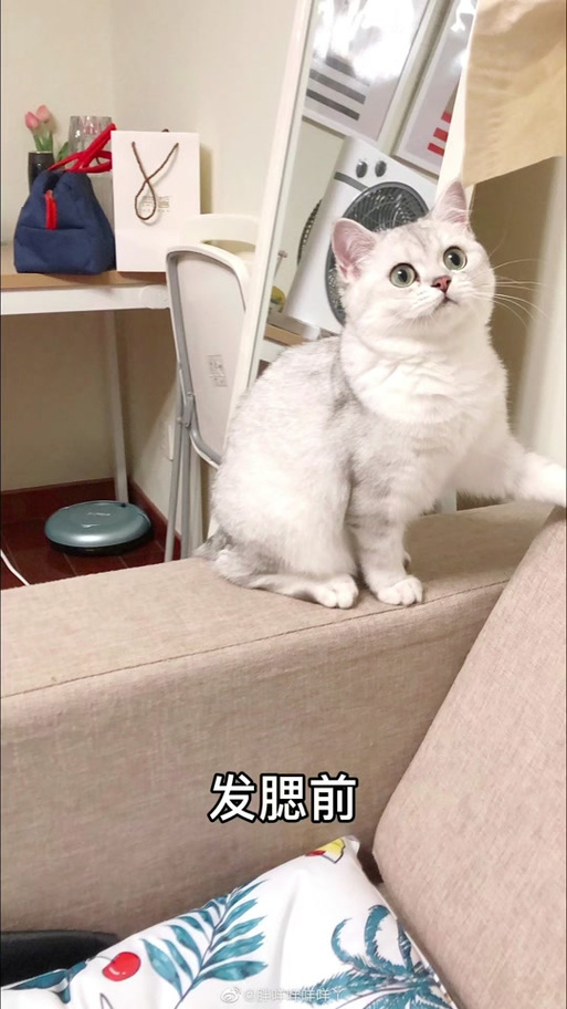 公猫发腮还是母猫发腮游戏截图