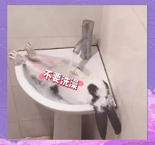 兔子脚底发黄怎么清理图标
