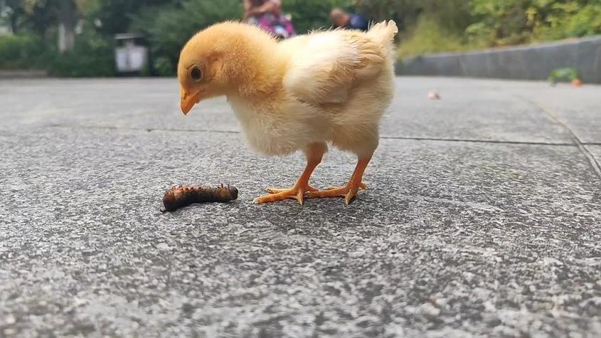 小鸡吃东西被关起来
