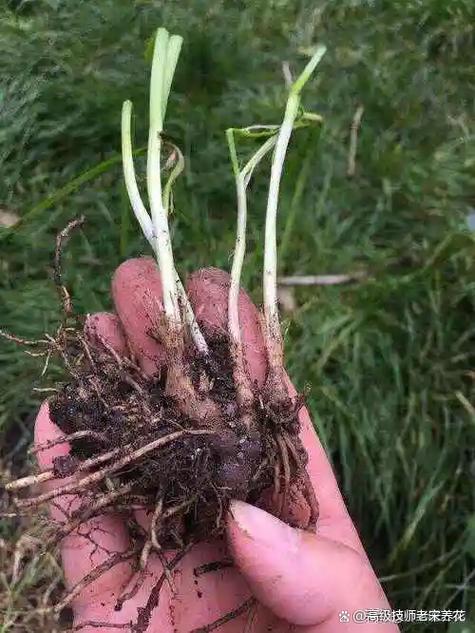 韭菜根的种植方法