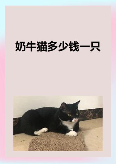 奶牛猫多少钱一只
