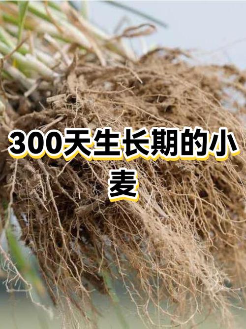 小麦的生长期为多少天