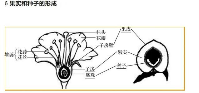 种子变成果实的过程