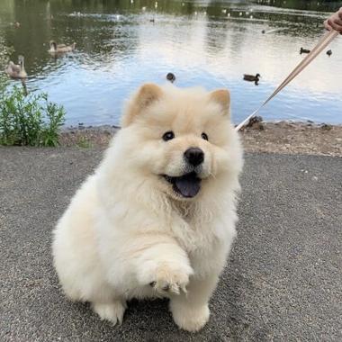 宠物