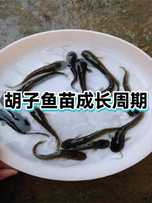 黄金胡子鱼几个月可以繁殖