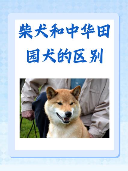 狗与犬的区别