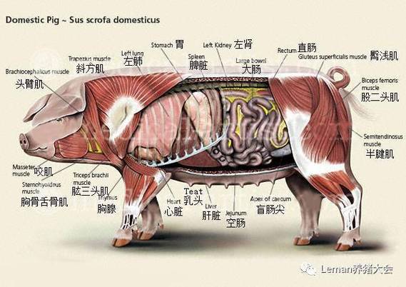 猪的全身器官叫什么