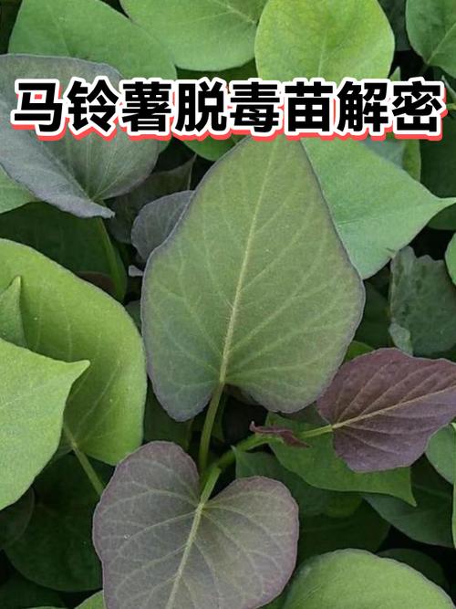 古代土豆如何脱毒