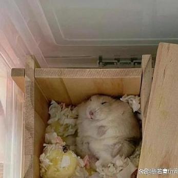 仓鼠缩成一团还抽搐
