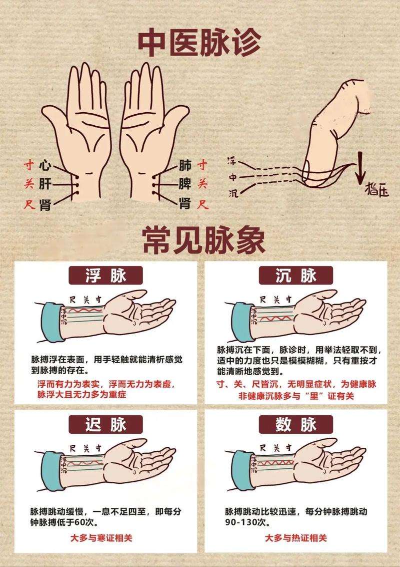 中医脉搏
