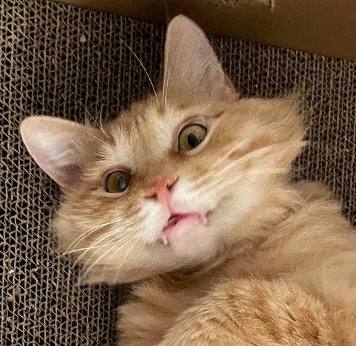 虎牙猫咪截图