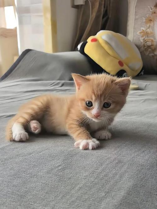 小橘猫全部视频