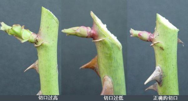 剪口芽是什么意思