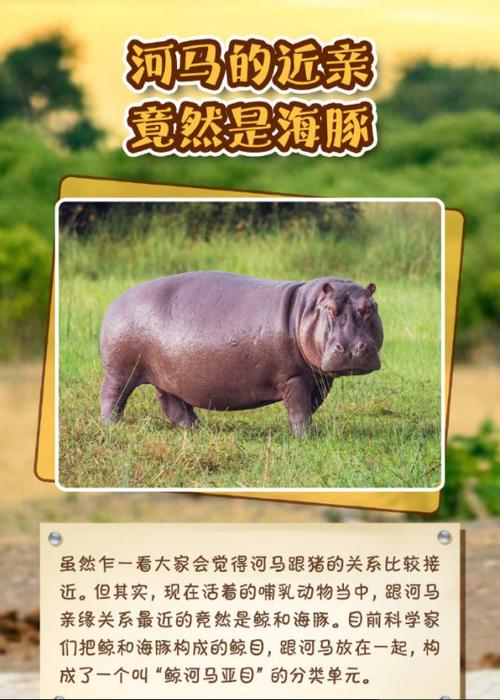 河马小说快应用
