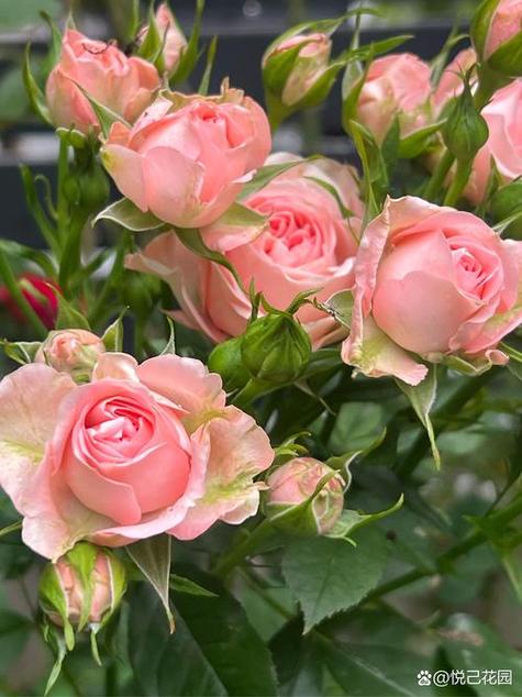 月季花