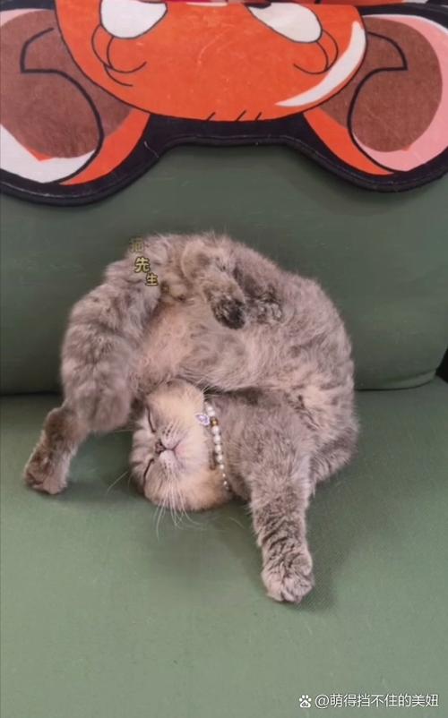 猫的睡姿看信任