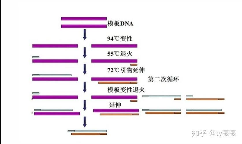 关于聚合酶链反应说法错误的是截图