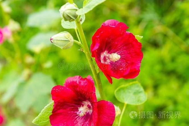锦葵一年开几次花