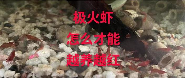 怎样让极火虾越来越红
