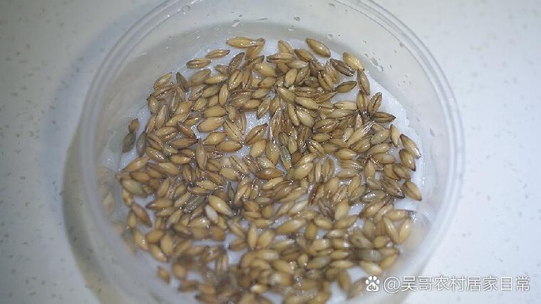 猫草种子是不是就是小麦种子