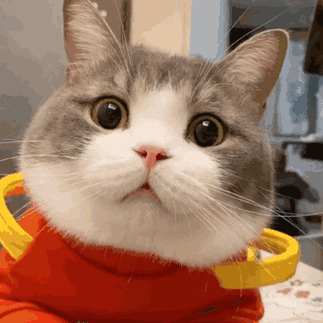 猫表情包gif缩略图