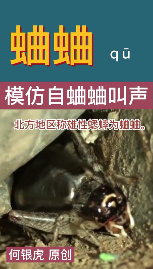 蛐蛐的叫声怎么写出来