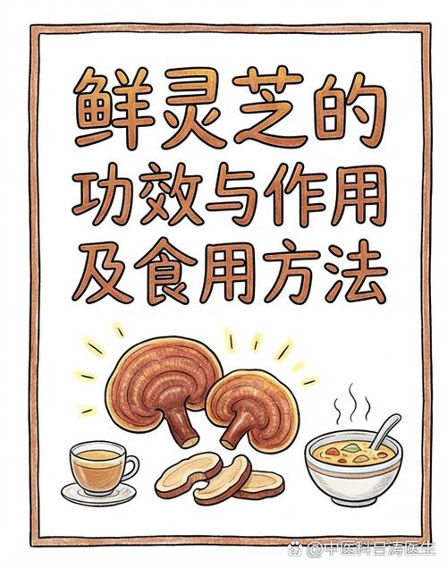 灵芝如何食用效果最佳