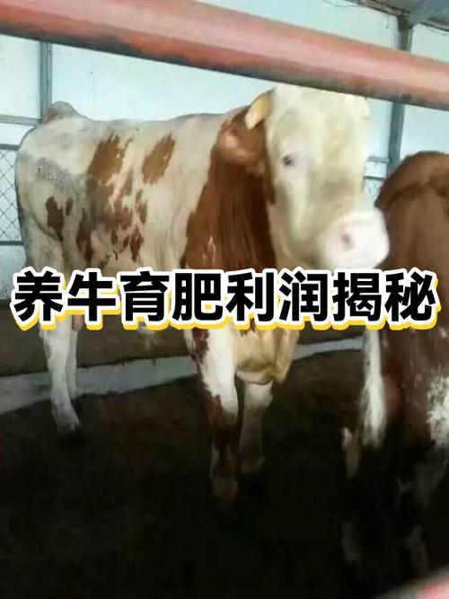 养500头牛一年利润