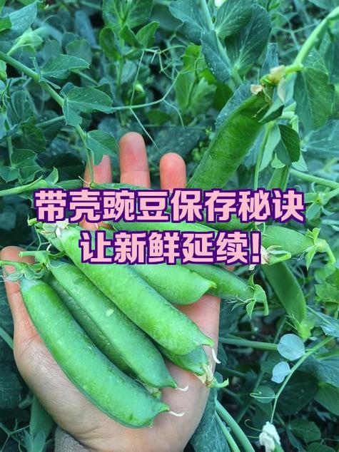 豌豆怎样保存才新鲜