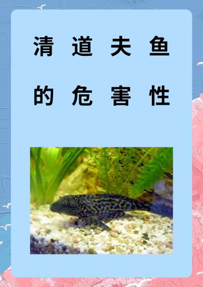 养清道夫鱼的10大忌图标