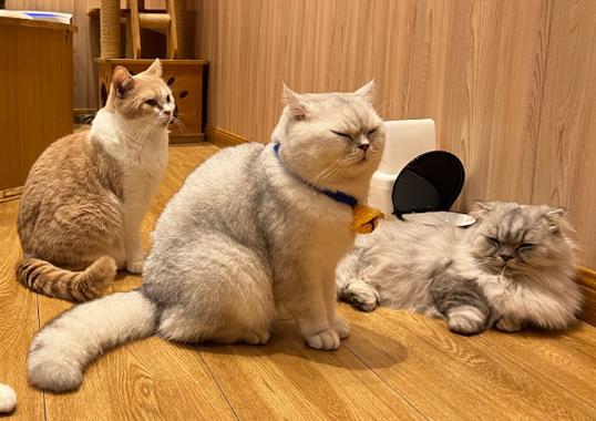 猫舍的猫为什么那么贵