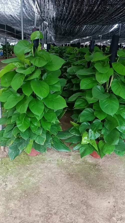 绿萝是草本植物还是木本植物图标