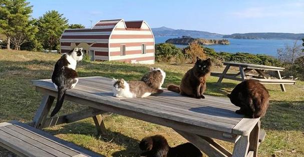 猫咪双人岛