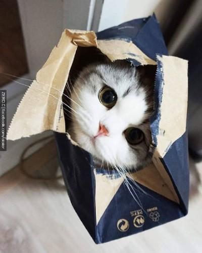 猫喵符号怎么打