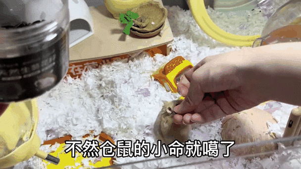 怎么让仓鼠听话