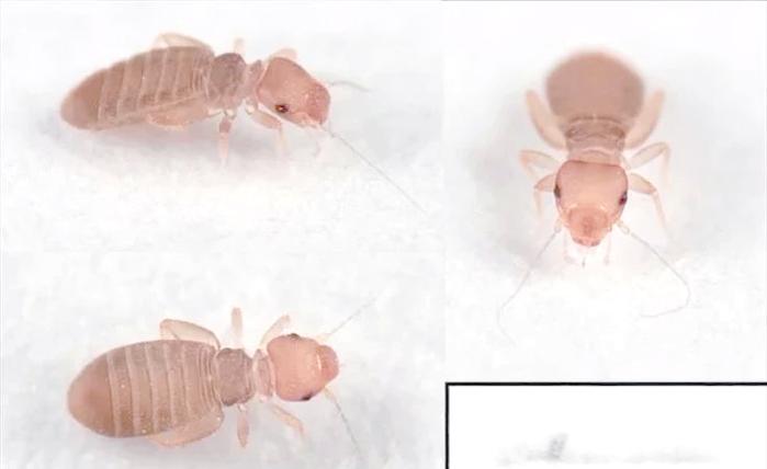 墙上有小虫子怎么清除