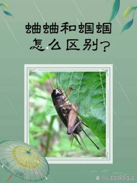 蝈蝈与蛐蛐的区别游戏截图