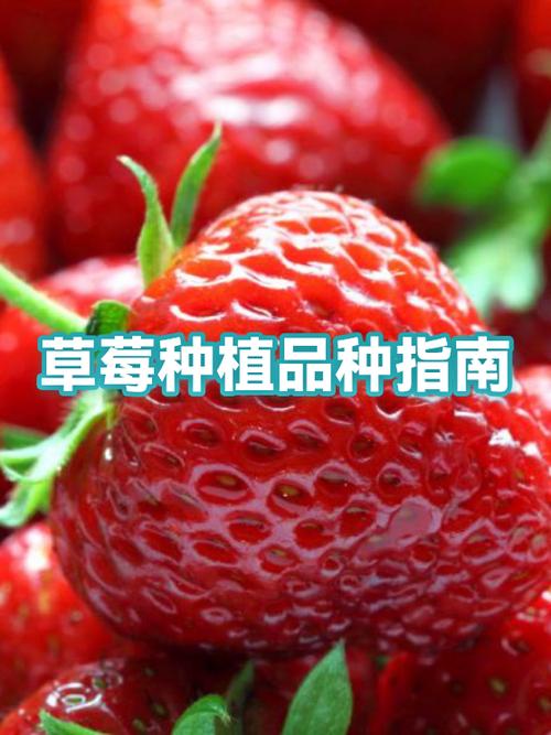 草莓最好的是哪里产的