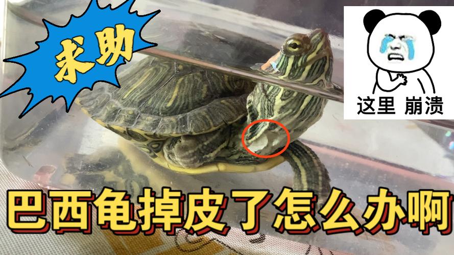 乌龟壳脱皮照片