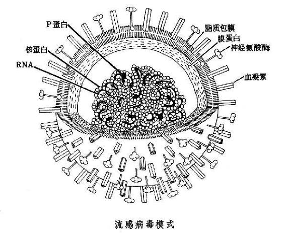 病毒的结构和大小是什么