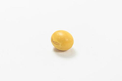 一粒黄豆图片高清