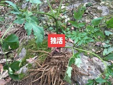 长生和独活是一个人吗