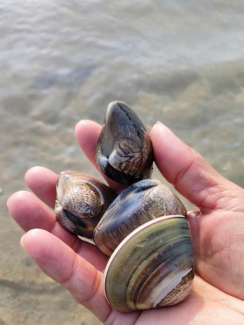 海螺长大需要几年