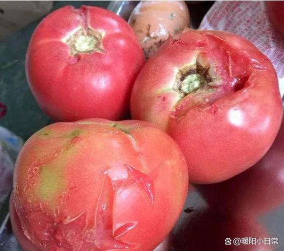 番茄有霉点能削掉继续吃吗