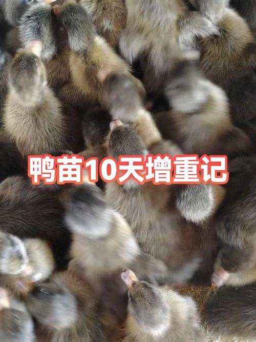 鸭苗1到10天的养殖技术