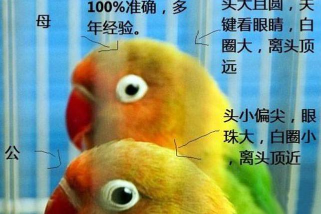 头类和面类哪个聪明